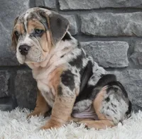 Maverick , a male English Bulldog and Beagle for sale in Berlin, OH – 4 of 5