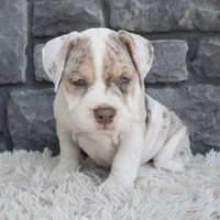 Bailey , a female English Bulldog and Beagle for sale in Berlin, OH – 3 of 5