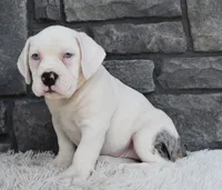 Ava, a female English Bulldog and Beagle for sale in Berlin, OH – 5 of 5
