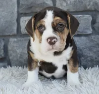Biscuit , a female English Bulldog and Beagle for sale in Berlin, OH – 2 of 3
