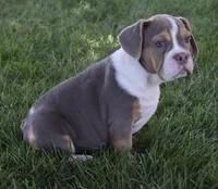 Bailey , a female English Bulldog and Beagle for sale in Berlin, OH – 2 of 6