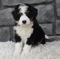  Cookie , a female Miniature Bernedoodle for sale in Berlin, OH – 8 of 8