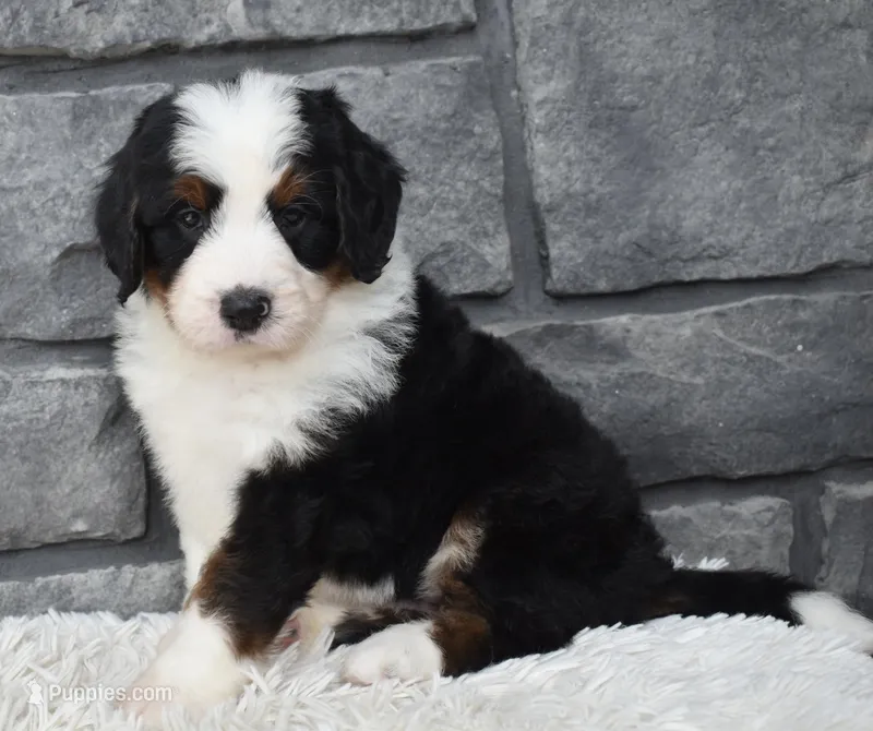 Cuddles – Miniature Bernedoodle puppy for sale in Berlin, OH