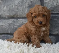 Cuddles, a male Poodle - Toy  for sale in Berlin, OH – 4 of 7