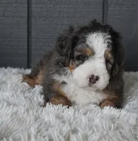 Jax, a male Miniature Bernedoodle for sale in Berlin, OH – 6 of 7