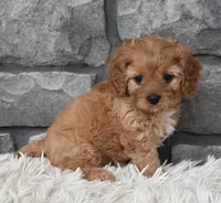 Marley , a female Cavapoo for sale in Berlin, OH – 5 of 7