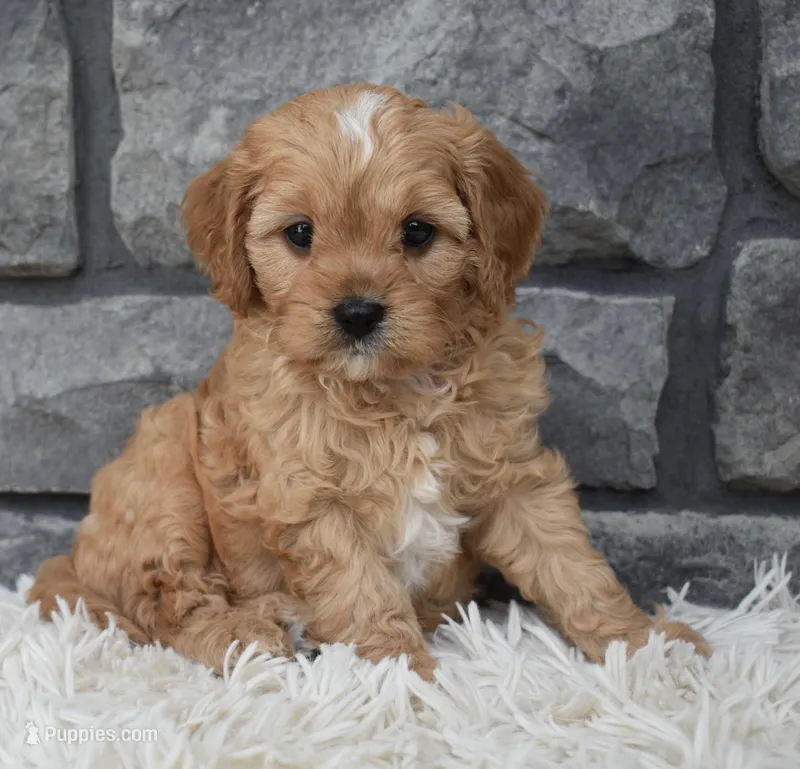 Riley  – Cavapoo puppy for sale in Berlin, OH