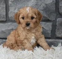 Riley , a male Cavapoo for sale in Berlin, OH – 1 of 8