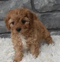 Marley , a female Cavapoo for sale in Berlin, OH – 1 of 7