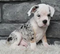 Toby, a male English Bulldog and Beagle for sale in Berlin, OH – 5 of 5