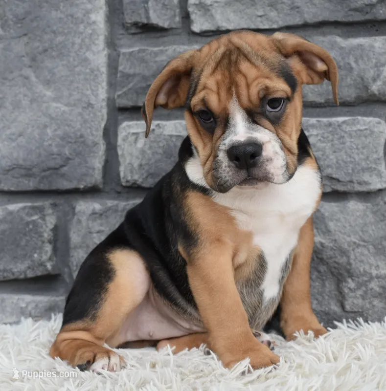 Marley  – English Bulldog, Beagle puppy for sale in Berlin, OH