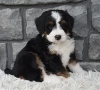 Callie, a female Miniature Bernedoodle for sale in Berlin, OH – 4 of 8