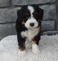 Callie, a female Miniature Bernedoodle for sale in Berlin, OH – 7 of 8