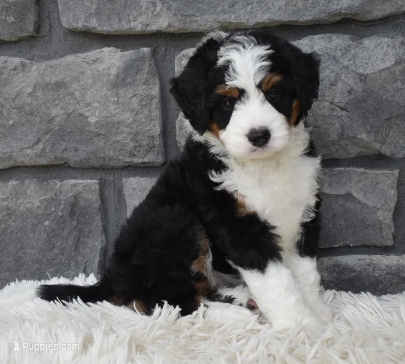  Cookie  – Miniature Bernedoodle puppy for sale in Berlin, OH