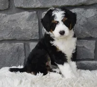  Cookie , a female Miniature Bernedoodle for sale in Berlin, OH – 1 of 8