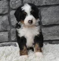 Cash , a male Miniature Bernedoodle for sale in Berlin, OH – 4 of 6