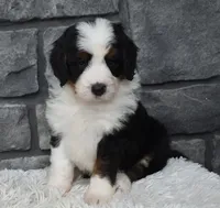 Cuddles, a male Miniature Bernedoodle for sale in Berlin, OH – 2 of 6