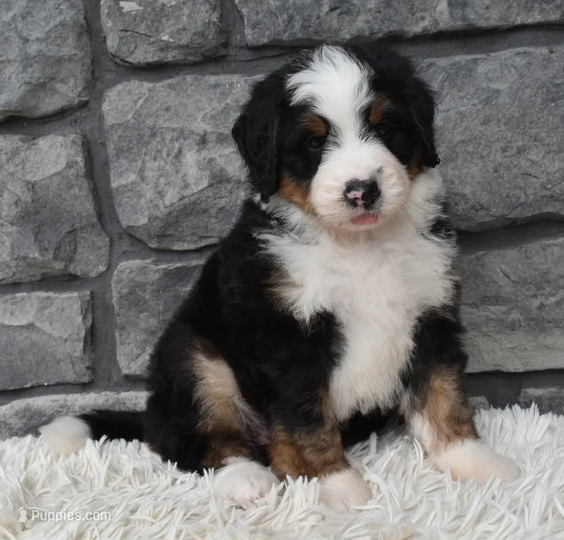 Cash  – Miniature Bernedoodle puppy for sale in Berlin, OH
