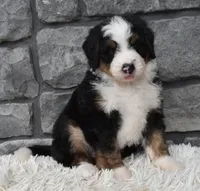 Cash , a male Miniature Bernedoodle for sale in Berlin, OH – 1 of 6
