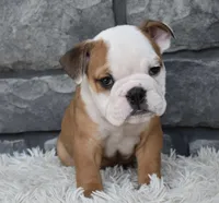 Miles, a male English Bulldog and Beagle for sale in Berlin, OH – 5 of 5