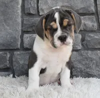 Avery , a female English Bulldog and Beagle for sale in Berlin, OH – 3 of 4