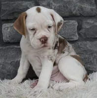 Tessa, a female English Bulldog and Beagle for sale in Berlin, OH – 4 of 4