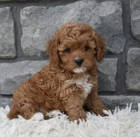 River, a female Cavapoo for sale in Berlin, OH – 2 of 7