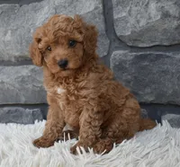 Cuddles, a male Poodle - Toy  for sale in Berlin, OH – 1 of 7