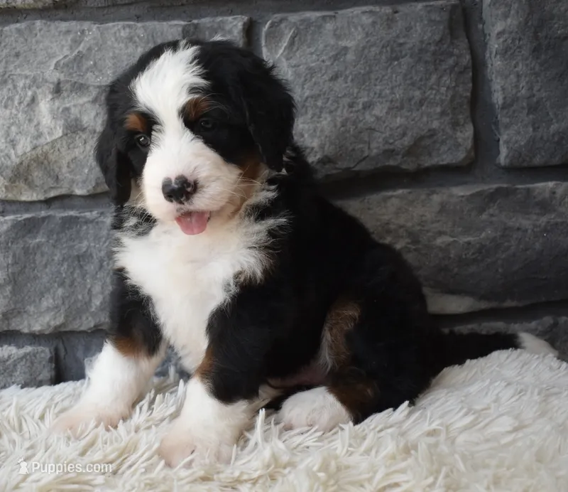 Chief  – Miniature Bernedoodle puppy for sale in Berlin, OH