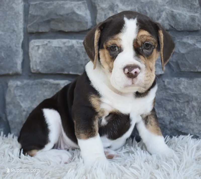 Biscuit  – English Bulldog, Beagle puppy for sale in Berlin, OH