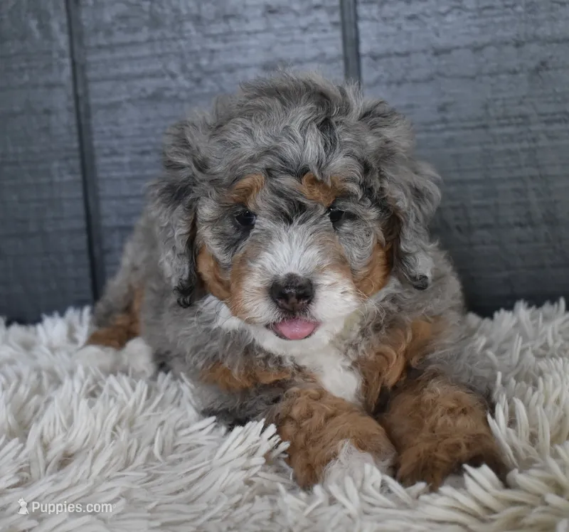 Jazzie F1b – Miniature Bernedoodle puppy for sale in Berlin, OH