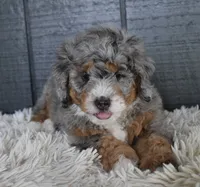 Jazzie F1b, a female Miniature Bernedoodle for sale in Berlin, OH – 1 of 5