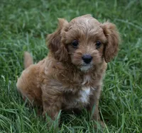 Lily, a female Cavapoo for sale in Berlin, OH – 6 of 9