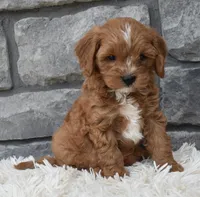 Rocco , a male Cavapoo for sale in Berlin, OH – 6 of 7