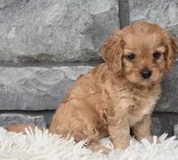 Millie, a female Cavapoo for sale in Berlin, OH – 6 of 7