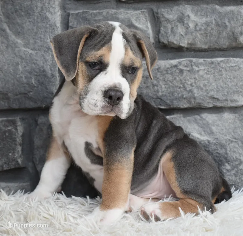 Tater – English Bulldog, Beagle puppy for sale in Berlin, OH