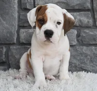 Murphy , a male English Bulldog and Beagle for sale in Berlin, OH – 2 of 4