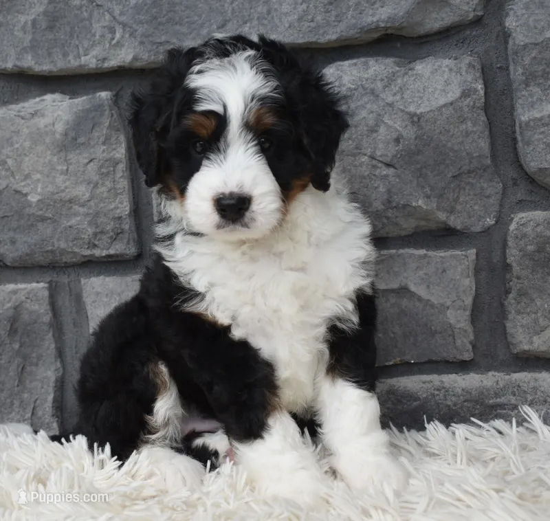 Carly  – Miniature Bernedoodle puppy for sale in Berlin, OH