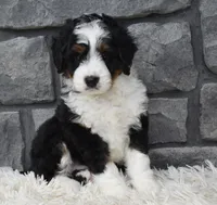 Carly , a female Miniature Bernedoodle for sale in Berlin, OH – 1 of 8