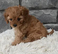 Marley , a female Cavapoo for sale in Berlin, OH – 7 of 7