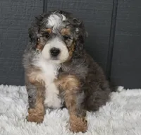 Jester , a male Miniature Bernedoodle for sale in Berlin, OH – 4 of 7