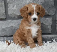 Remi, a female Cavapoo for sale in Berlin, OH – 8 of 8