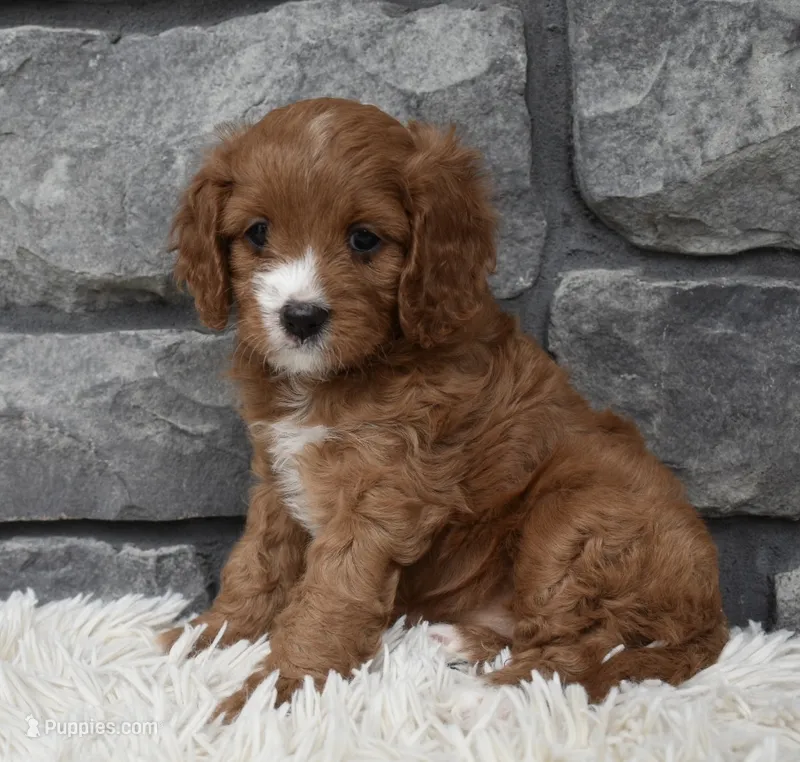 Macy – Cavapoo puppy for sale in Berlin, OH