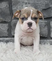 Molly, a female English Bulldog and Beagle for sale in Berlin, OH – 3 of 5