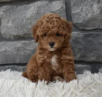 Chloe , a female Poodle - Toy  for sale in Berlin, OH – 4 of 6