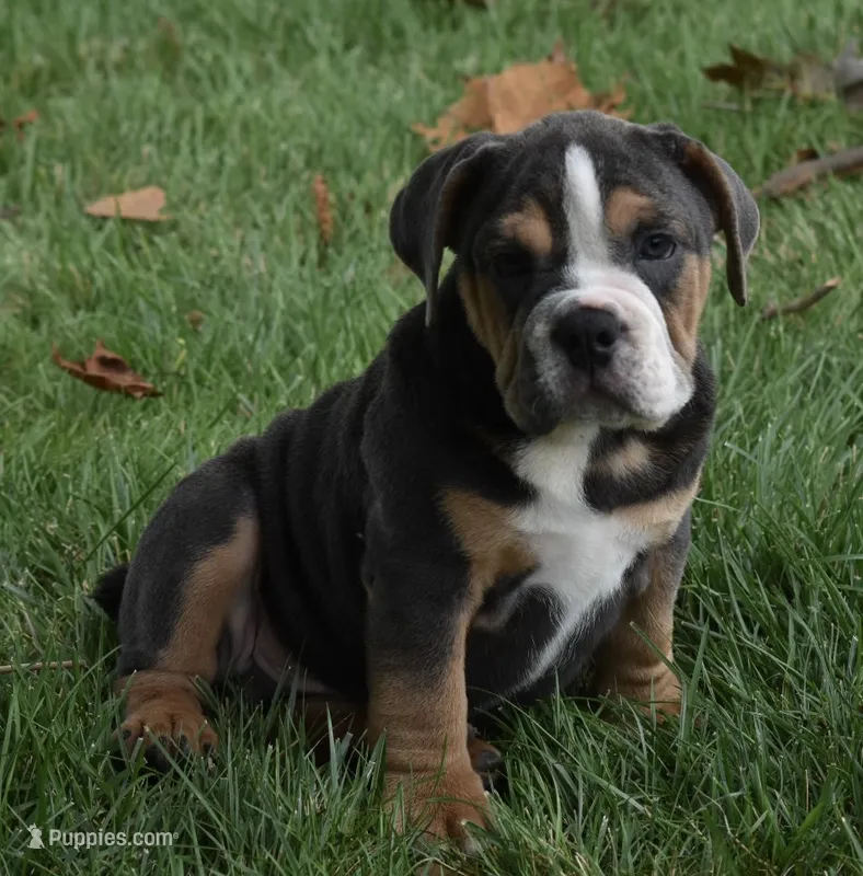 Bubba – English Bulldog, Beagle puppy for sale in Berlin, OH