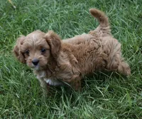 Lily, a female Cavapoo for sale in Berlin, OH – 8 of 9