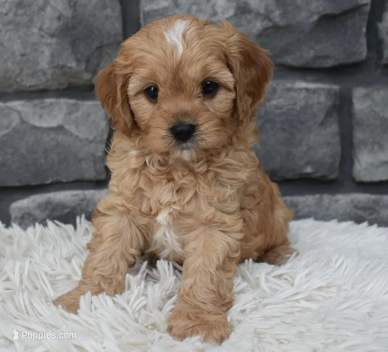 Riley  – Cavapoo puppy for sale in Berlin, OH
