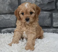 Riley , a male Cavapoo for sale in Berlin, OH – 5 of 8