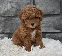Chloe , a female Poodle - Toy  for sale in Berlin, OH – 1 of 6